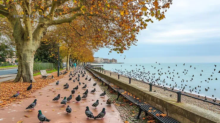 imageye___-_autumnal-promenade-with-pigeons-seabirds-near-coast_161754-77325